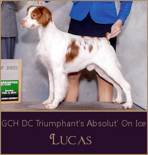 GCH DC Triumphant's Absolut' On Ice