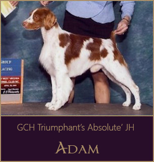 GCH Triumphant's Absolute' JH
