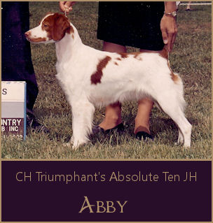CH Triumphant's Absolute Ten JH