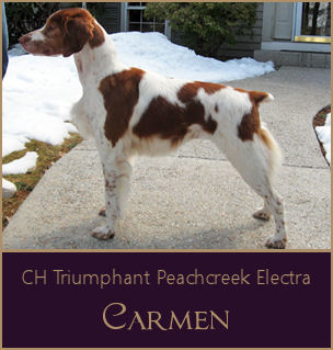 CH Triumphant Peachcreek Electra
