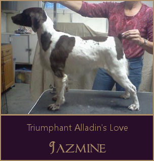 Triumphant Alladin's Love