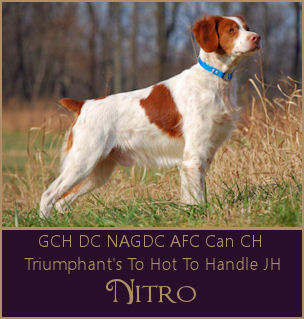 GCH DC NAGDC AFC Triumphant's To Hot To Handle JH