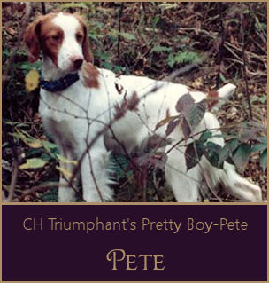 CH Triumphant's Pretty Boy-Pete