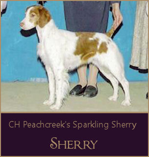 CH Peachcreek's Sparking Sherry