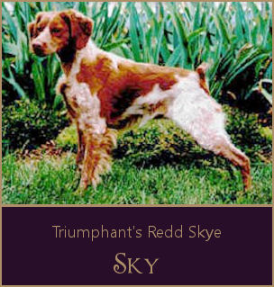 Triumphant's Redd Skye