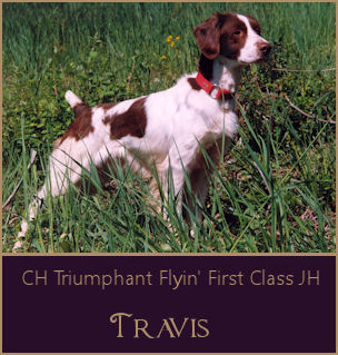 CH Triumphant Flyin First Class JH