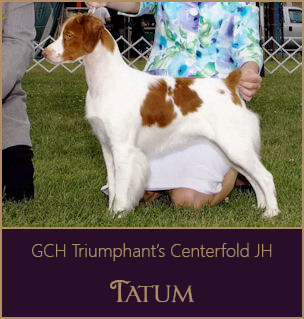 GCH Triumphant's Centerfold JH