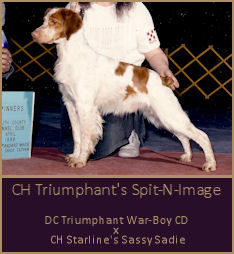 CH Triumphant's Spit-N-Image